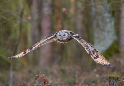An owl in flight on a journey.